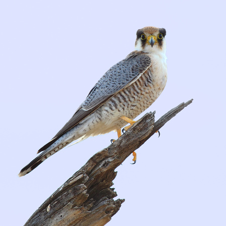 Red-necked Falcon (Falco chicquera)