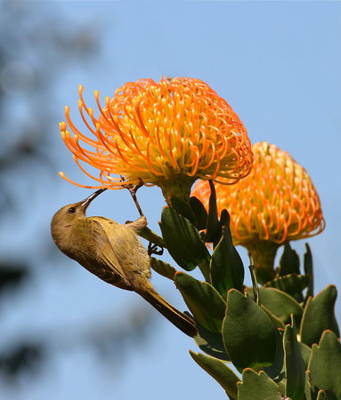 Orangebreasted Sunbird, female (Nectarnia violacea)
