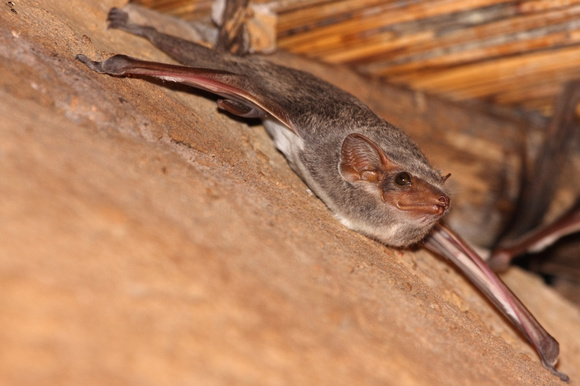 Mauritian Tomb bat (Taphazous mauritianus)