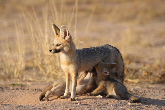 Cape Foxes (2) (Vulpes chama)