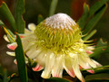 Sugarbush (Protea) (?)