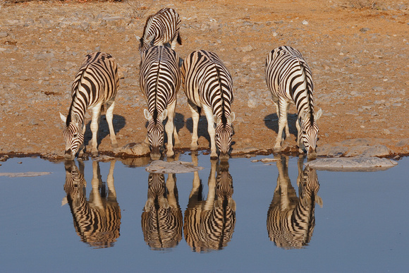 Zebra at waterhole