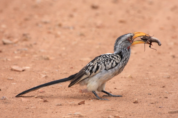 Yellowbilled Hornbill (Tockus flavirostris)