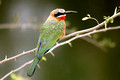 Whitefronted Bee-eater (Merops bullockoides)