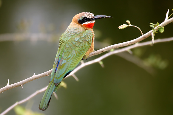 Whitefronted Bee-eater (Merops bullockoides)