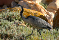 Black-headed heron (Ardea melanocephala)