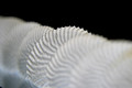 Paper Nautilus shells