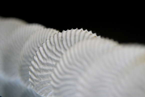 Paper Nautilus shells