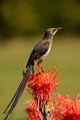 Cape sugarbird, male (Promerops cafer)