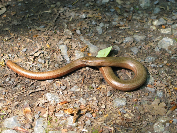 Slow-worm (2)