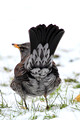 Kramsvogel (2) (Turdus pilaris)
