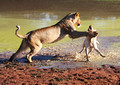 Lioness meets dog