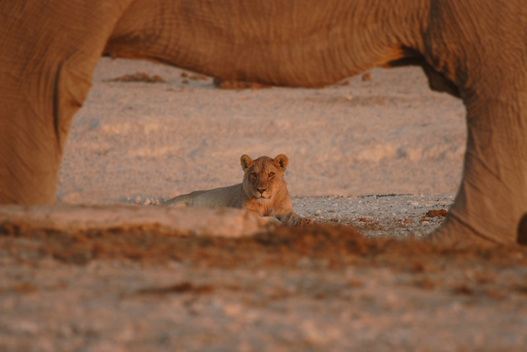 Lioness watching elephant