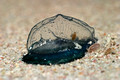 Jellyfish, (Velella spirans) (By-the-wind-sailor)
