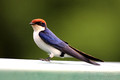 Wiretailed Swallow ( Hirundo smithii)