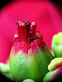 Euphorbia pulcherrima (2)