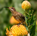 Cape sugarbird, female (Promerops cafer)