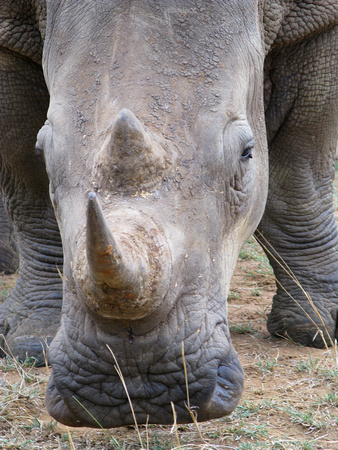 Rhino (close!)