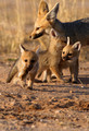 Cape Foxes (1) (Vulpes chama)